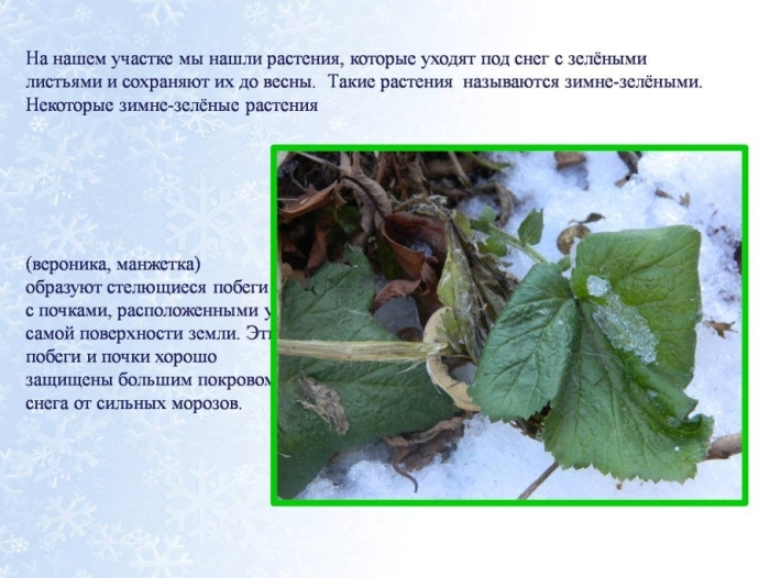 У каких растений листья остаются зелеными до заморозков