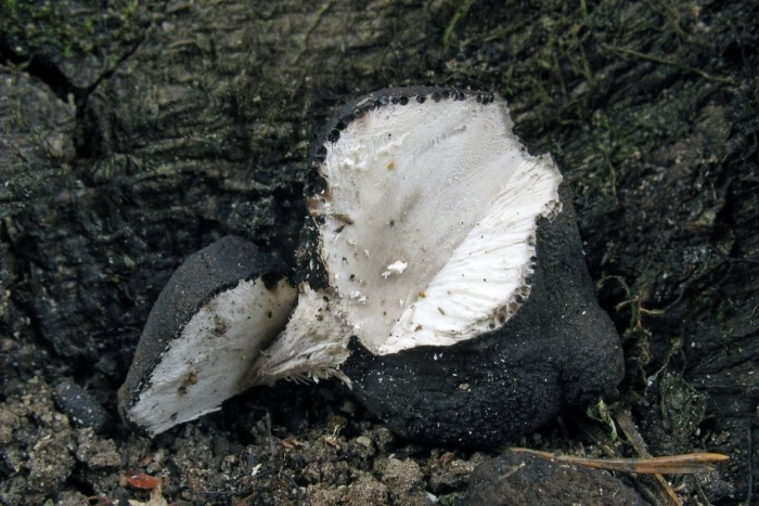 Гриб xylaria polymorpha