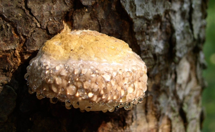 Трутовик окаймленный fomitopsis pinicola