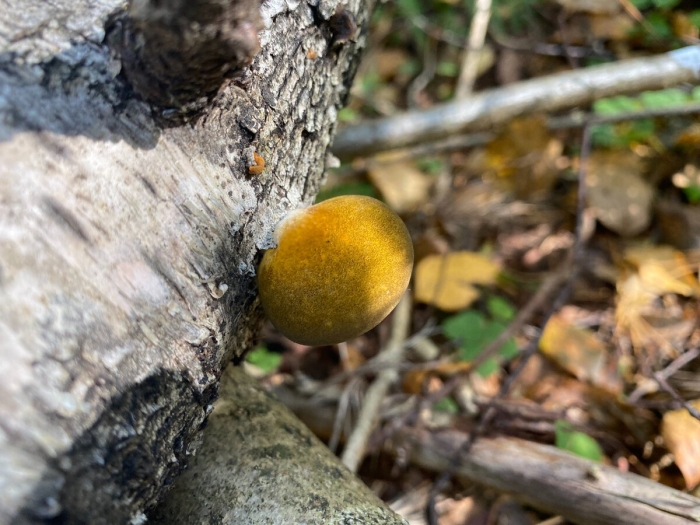 Вешенка осенняя