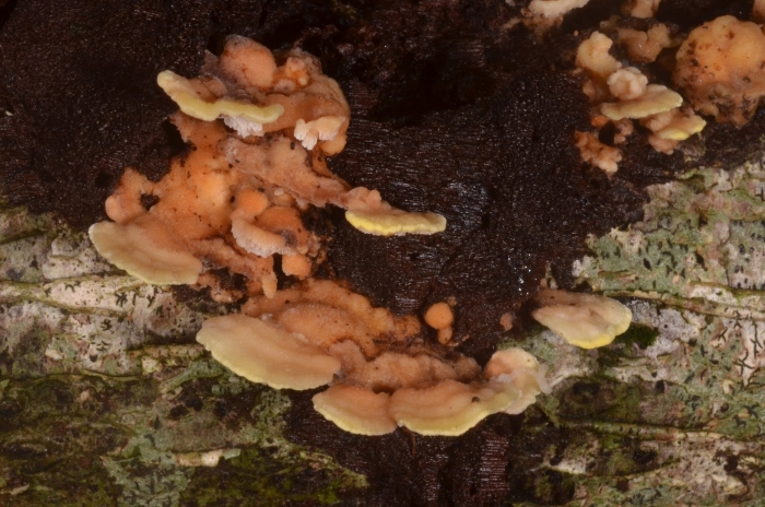 Антродиелла листозубчатая гриб