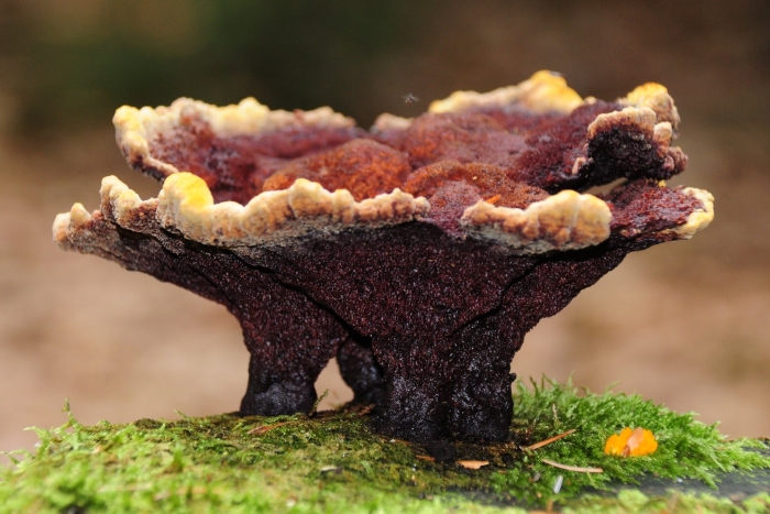 Phaeolus schweinitzii