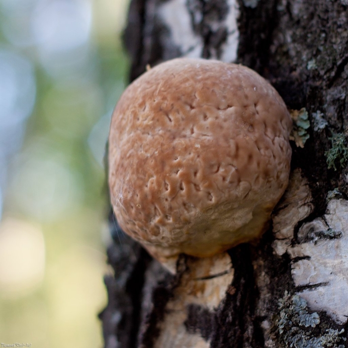 Трутовик окаймленный