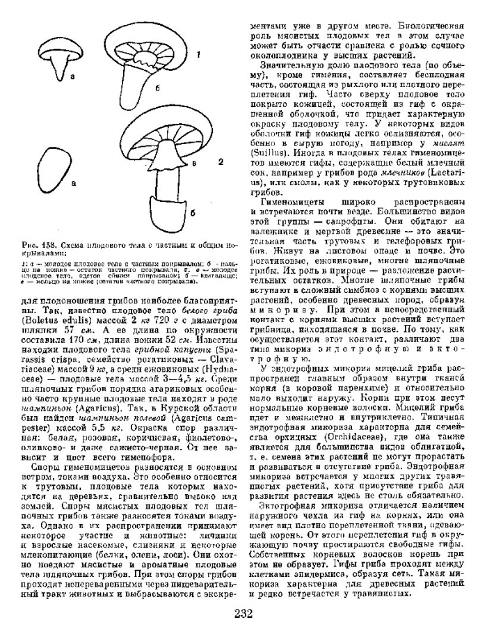 Строение грибов. основы систематики