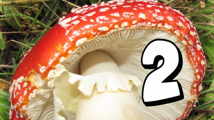 Гименофор мухомора