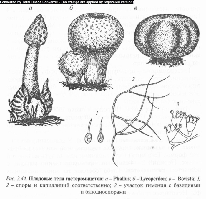 Дождевик и порховка гриб