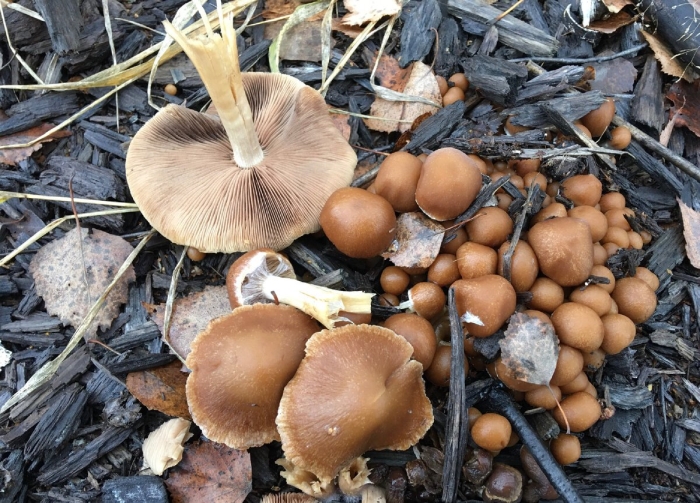 Psilocybe cyanescens гриб