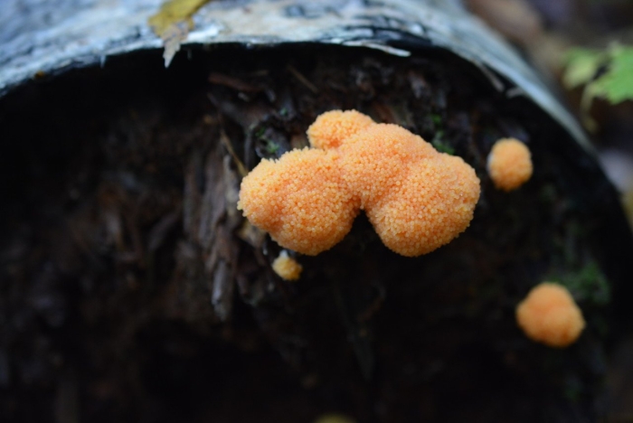 Слизевик гриб