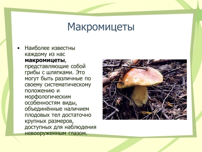 Грибы макромицеты