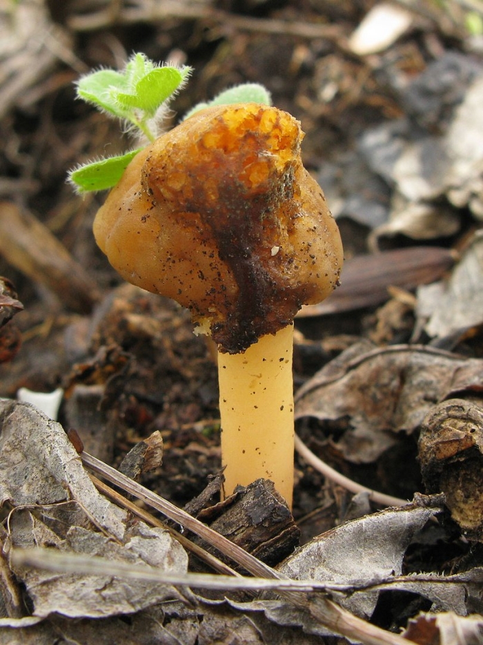 Сморчковая шапочка коническая