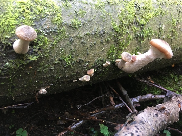 Опята в подмосковье 2023