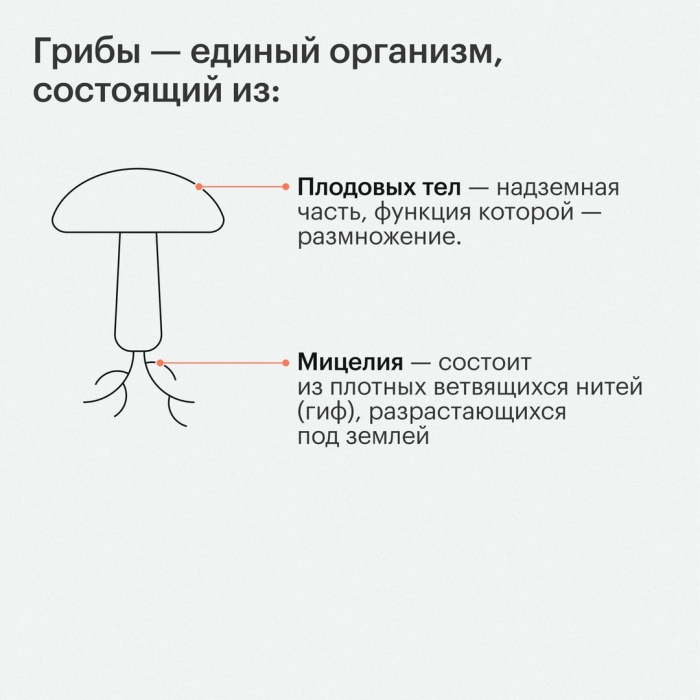 Из чего состоит плодовое тело шляпочного гриба