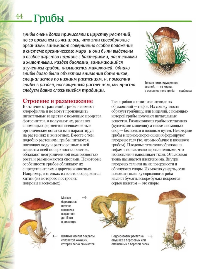 Атлас определитель грибов 3 класс окружающий мир