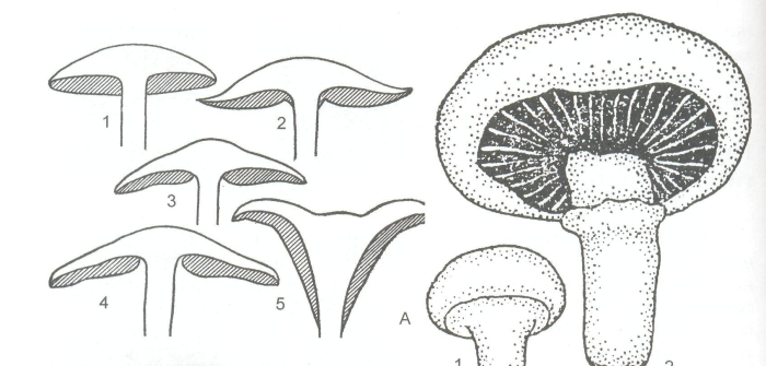 Агарикоидные базидиомицеты