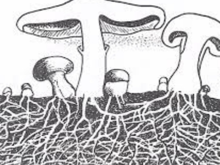 Что такое мицелий грибов класс биология