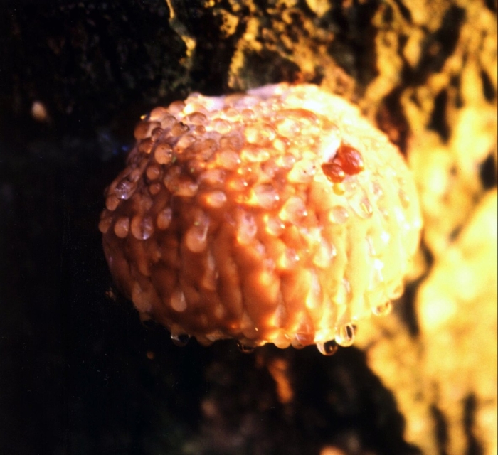 Tubifera ferruginosa