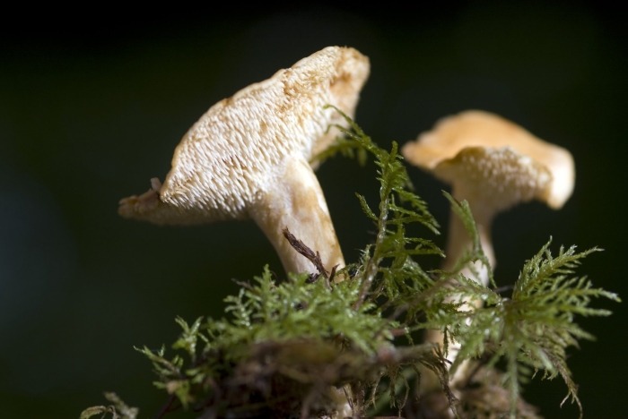 Ежовик желтый гриб