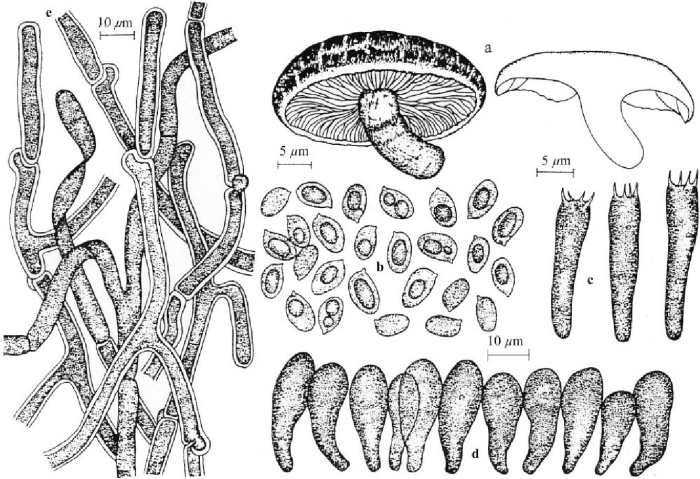 Базидиомицеты представители