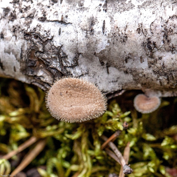 Agaricomycetes (агарикомицеты