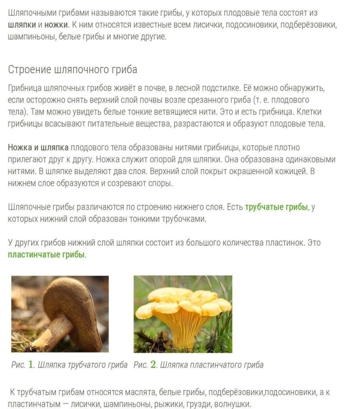 Не шляпочные грибы