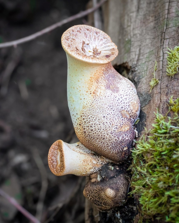 Трутовик чешуйчатый polyporus squamosus