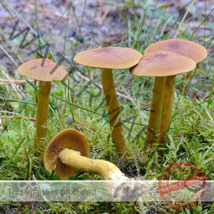 Гриб паутинник шафрановый