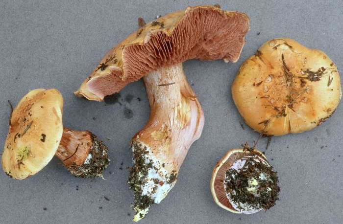 Паутинник слизевой