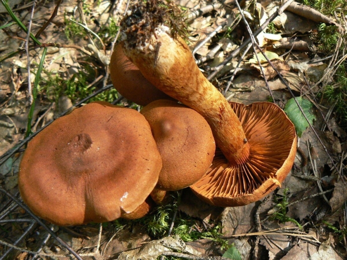 Паутинник красивейший