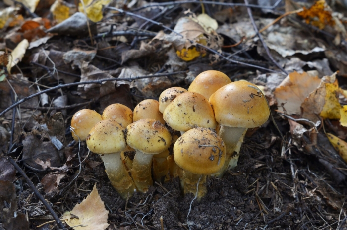 Паутинник триумфальный желтый