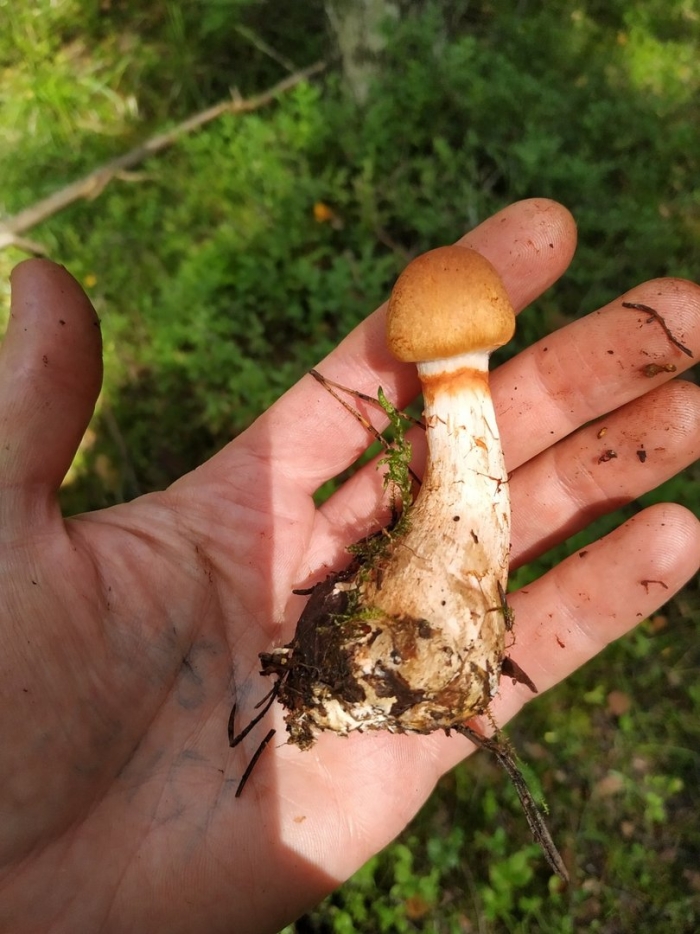 Гриб паутинник браслетчатый