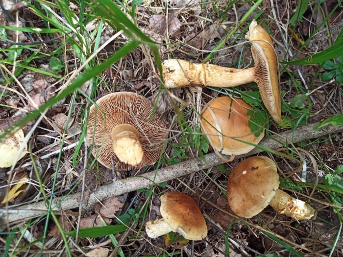 Гриб паутинник обыкновенный