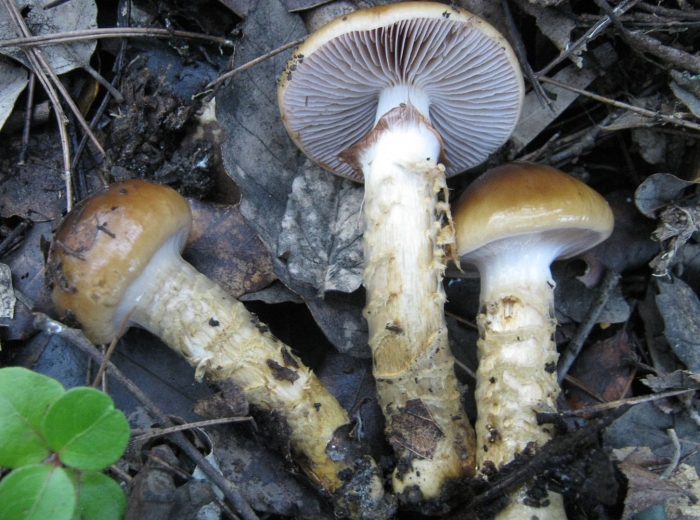 Паутинник обыкновенный