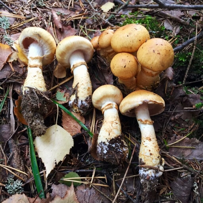 Паутинник желтый приболотник