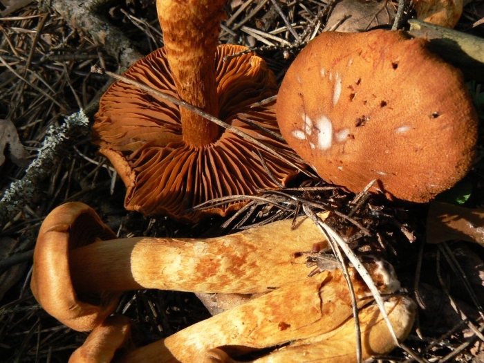 Паутинник надломленный гриб