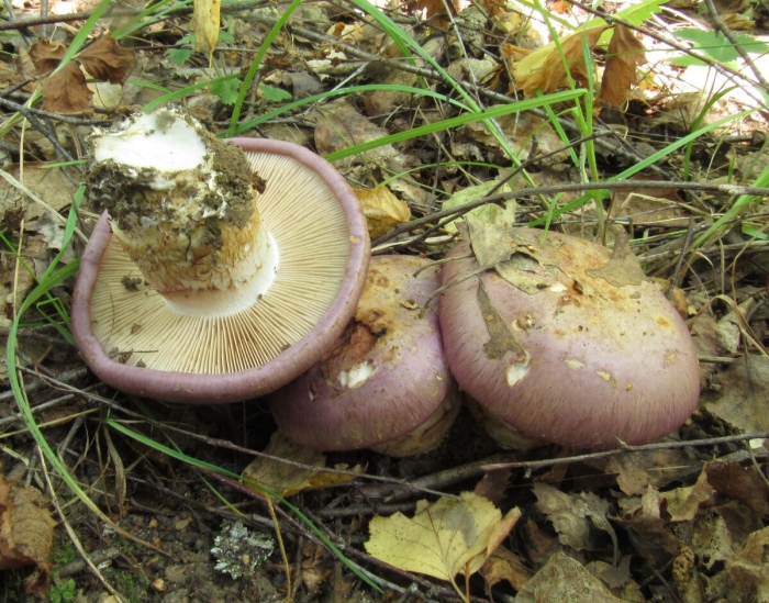 Паутинник опоясанный