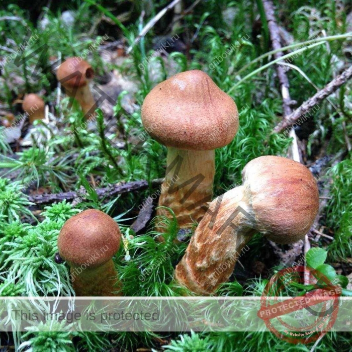 Гриб паутинник браслетчатый