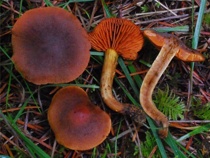 Паутинник горный cortinarius orellanus