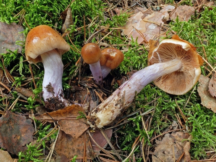 Паутинник прямой cortinarius collinitus