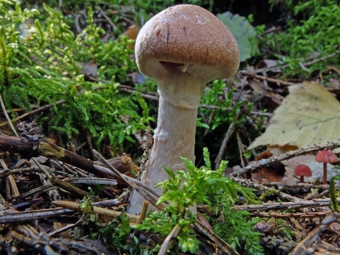 Паутинник надломленный гриб