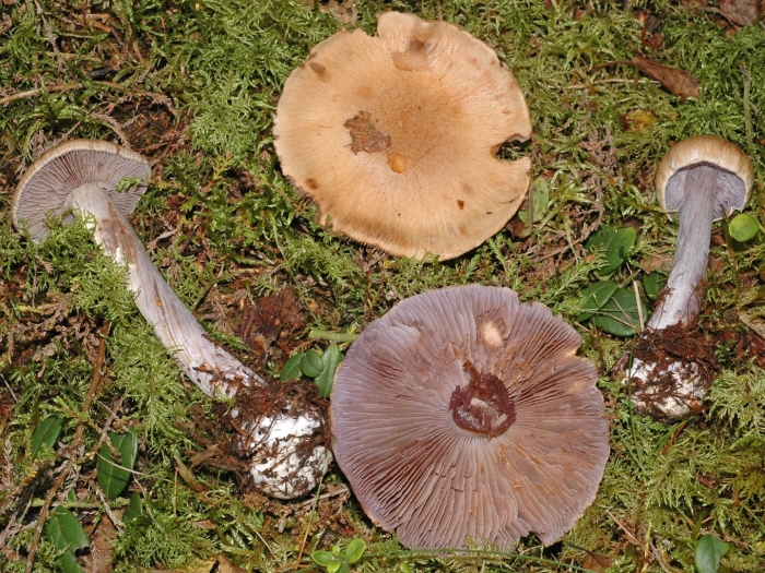 Паутинник опоясанный cortinarius balteatus
