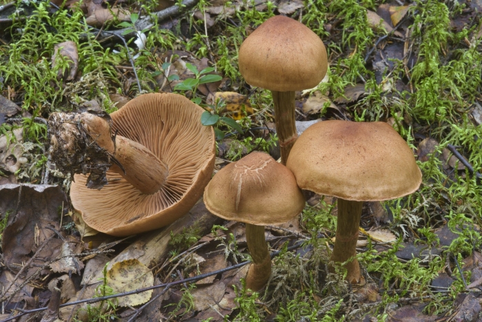 Паутинник шафрановый