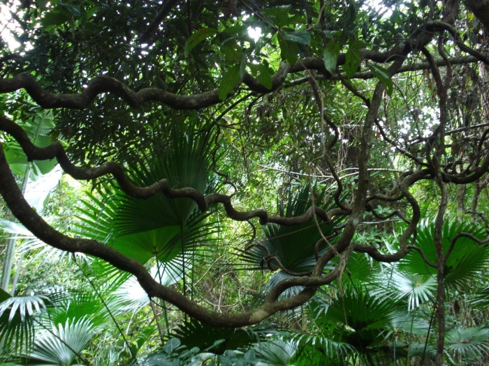 Флора южной америки сельвы