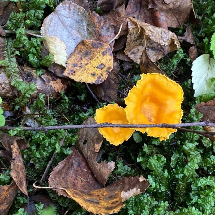 Лисичка гранёная