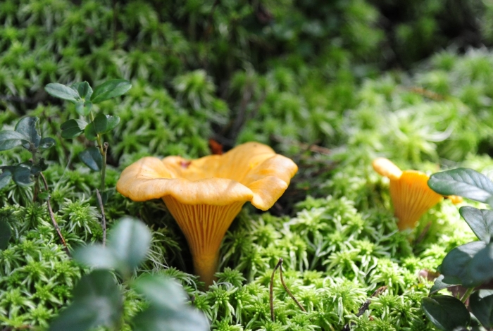 Гриб ложная лисичка