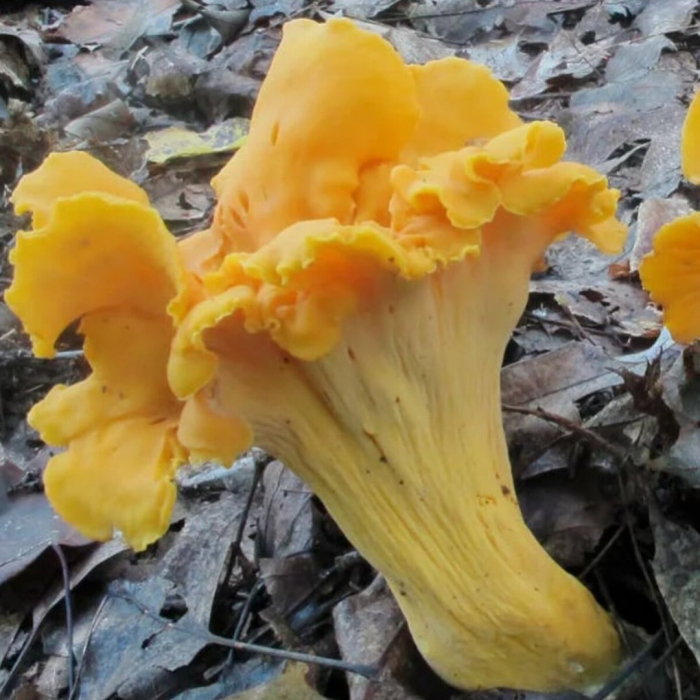 Северная лисичка гриб