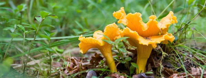 Лисичка гриб