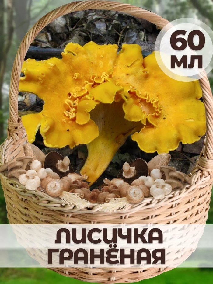 Гриб лисичка