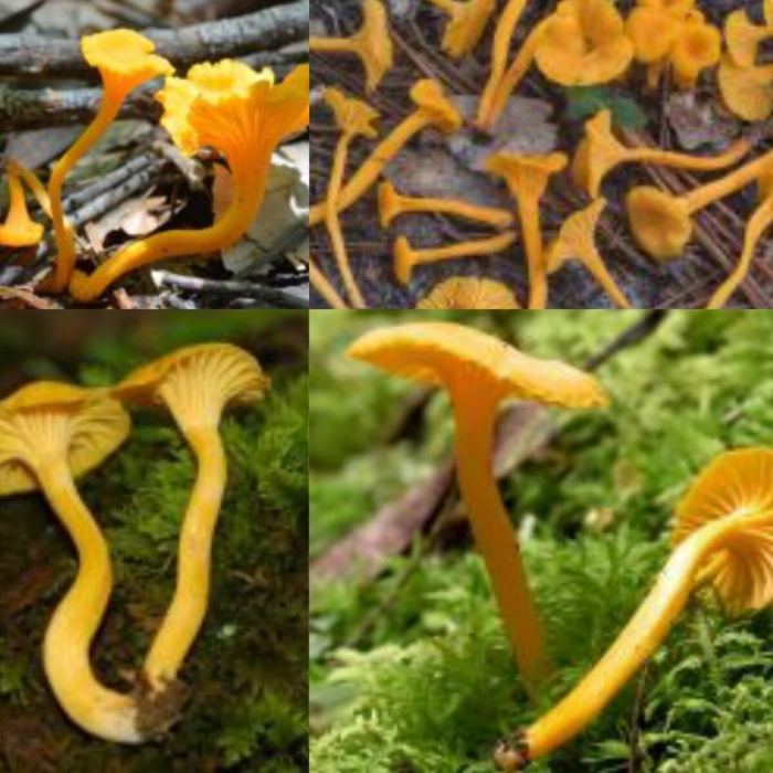 Cantharellus minor