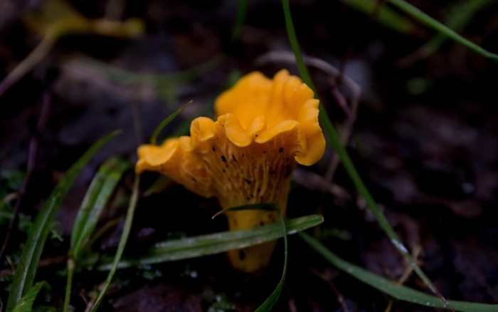 Лисичка аметистовая гриб