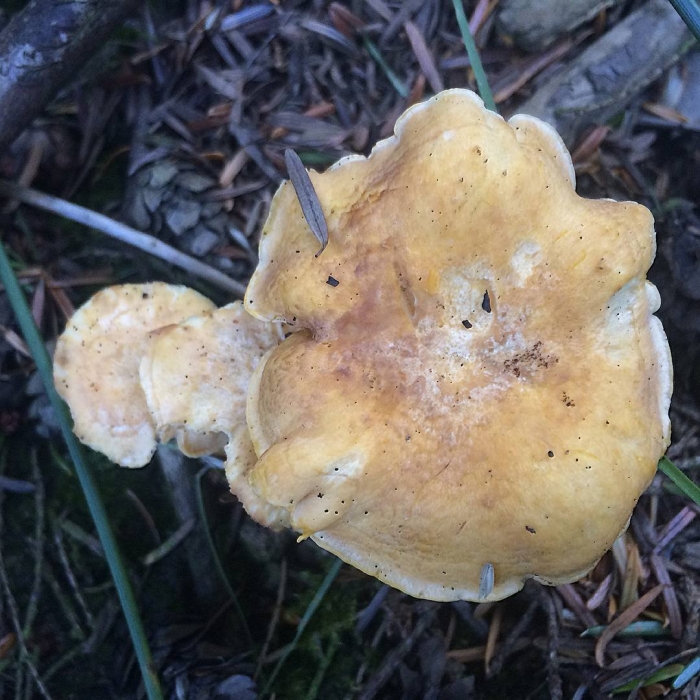 Ежовик желтый гриб